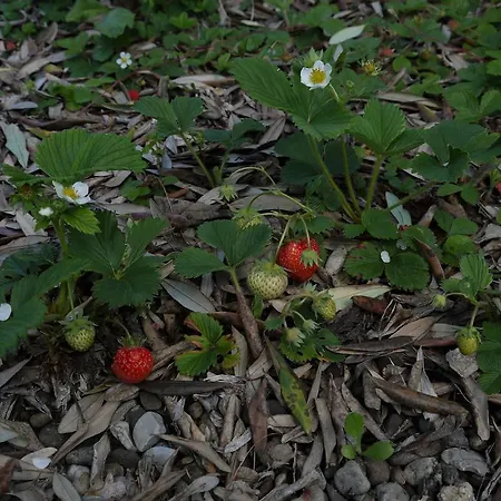 La Vita Verde Podere Biosostenibile