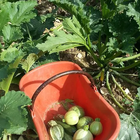 La Vita Verde Podere Biosostenibile Monteriggioni