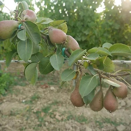 Vakantieboerderij La Vita Verde Podere Biosostenibile