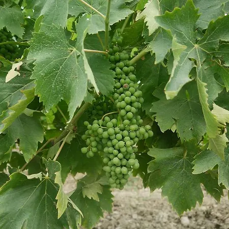 Vakantieboerderij La Vita Verde Podere Biosostenibile *