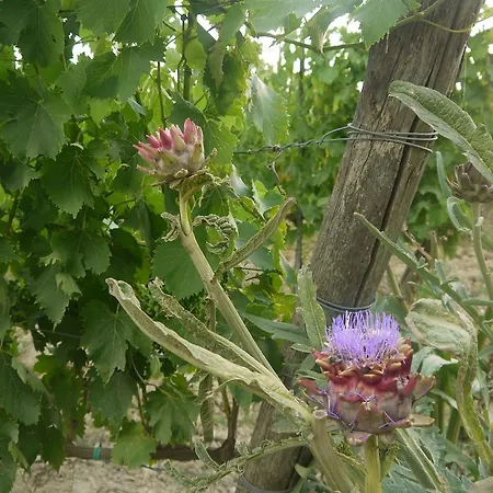 La Vita Verde Podere Biosostenibile Monteriggioni