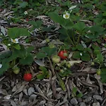 La Vita Verde Podere Biosostenibile