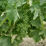 مزرعة للإقامة La Vita Verde Podere Biosostenibile *