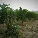 La Vita Verde Podere Biosostenibile